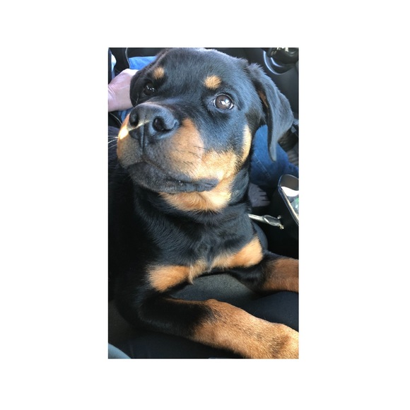 ❤️WHY YOU FOLLOW & SHARE 🐶❤️New listing Comments or chat♥️See 2nd Slide❤️ - Picture 8 of 17